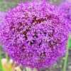 100 Giant Allium Giganteum Seeds - Edible Onion Flower Herb Plant - Image 1