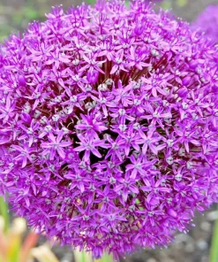 100 Giant Allium Giganteum Seeds - Edible Onion Flower Herb Plant - Image 1