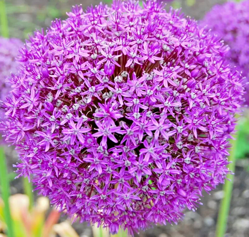 100 Giant Allium Giganteum Seeds - Edible Onion Flower Herb Plant - Image 1