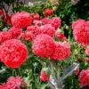 100 Giant Double Red Peony Poppy Flower Seeds - Papaver Somniferum - Image 1