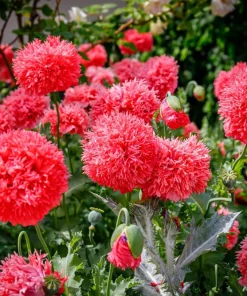 100 Giant Double Red Peony Poppy Flower Seeds - Papaver Somniferum - Image 1