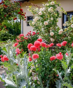 100 Giant Double Red Peony Poppy Flower Seeds - Papaver Somniferum - Image 10