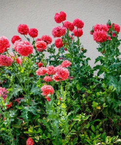 100 Giant Double Red Peony Poppy Flower Seeds - Papaver Somniferum - Image 11