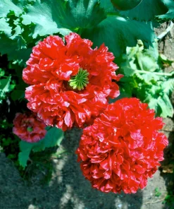 100 Giant Double Red Peony Poppy Flower Seeds - Papaver Somniferum - Image 12
