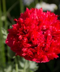 100 Giant Double Red Peony Poppy Flower Seeds - Papaver Somniferum - Image 2