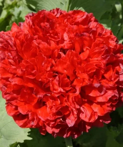 100 Giant Double Red Peony Poppy Flower Seeds - Papaver Somniferum - Image 3