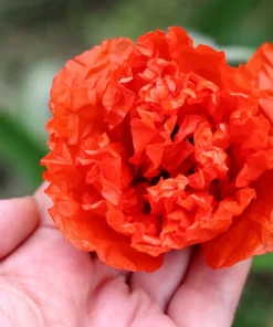 100 Giant Double Red Peony Poppy Flower Seeds - Papaver Somniferum - Image 4