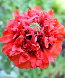 100 Giant Double Red Peony Poppy Flower Seeds - Papaver Somniferum - Image 5