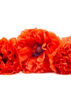 100 Giant Double Red Peony Poppy Flower Seeds - Papaver Somniferum - Image 6