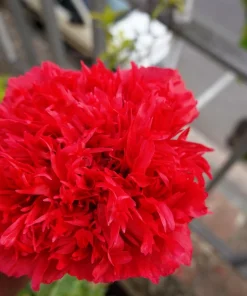100 Giant Double Red Peony Poppy Flower Seeds - Papaver Somniferum - Image 7
