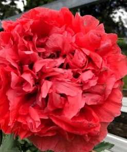 100 Giant Double Red Peony Poppy Flower Seeds - Papaver Somniferum - Image 8