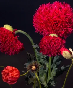 100 Giant Double Red Peony Poppy Flower Seeds - Papaver Somniferum - Image 9