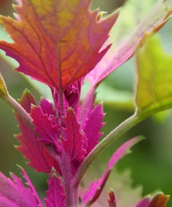 100 Giant Goosefoot Chenopodium Giganteum Purple Magenta Vegetable Seeds - Image 10