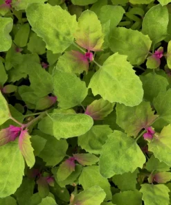100 Giant Goosefoot Chenopodium Giganteum Purple Magenta Vegetable Seeds - Image 11