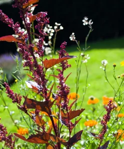 100 Giant Goosefoot Chenopodium Giganteum Purple Magenta Vegetable Seeds - Image 12