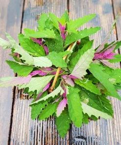100 Giant Goosefoot Chenopodium Giganteum Purple Magenta Vegetable Seeds - Image 13