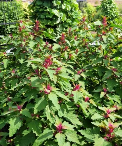 100 Giant Goosefoot Chenopodium Giganteum Purple Magenta Vegetable Seeds - Image 2