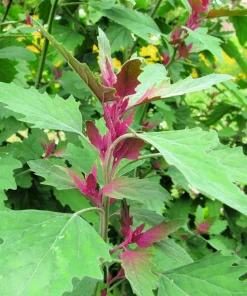 100 Giant Goosefoot Chenopodium Giganteum Purple Magenta Vegetable Seeds - Image 3