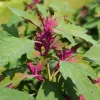 100 Giant Goosefoot Chenopodium Giganteum Purple Magenta Vegetable Seeds - Image 1