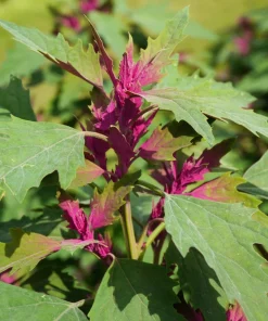 100 Giant Goosefoot Chenopodium Giganteum Purple Magenta Vegetable Seeds - Image 1
