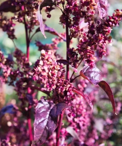 100 Giant Goosefoot Chenopodium Giganteum Purple Magenta Vegetable Seeds - Image 4