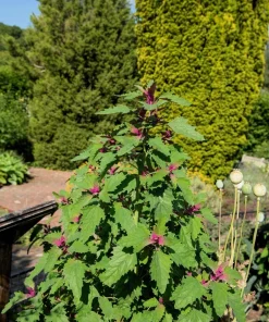 100 Giant Goosefoot Chenopodium Giganteum Purple Magenta Vegetable Seeds - Image 5
