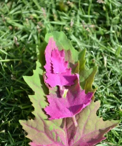 100 Giant Goosefoot Chenopodium Giganteum Purple Magenta Vegetable Seeds - Image 6