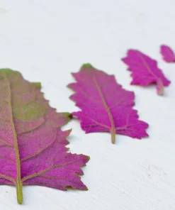 100 Giant Goosefoot Chenopodium Giganteum Purple Magenta Vegetable Seeds - Image 7