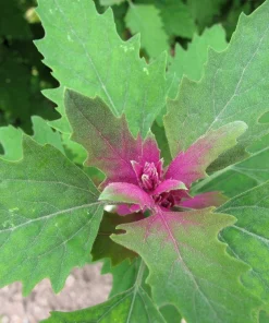 100 Giant Goosefoot Chenopodium Giganteum Purple Magenta Vegetable Seeds - Image 9