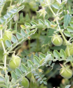 100 Green Lentil Seeds - Lens Culinaris Vegetable Seeds for Garden - Image 2