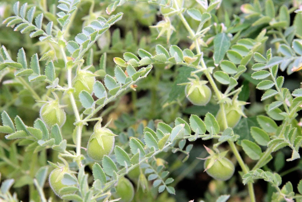 100 Green Lentil Seeds - Lens Culinaris Vegetable Seeds for Garden - Image 2