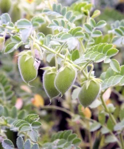 100 Green Lentil Seeds - Lens Culinaris Vegetable Seeds for Garden - Image 3