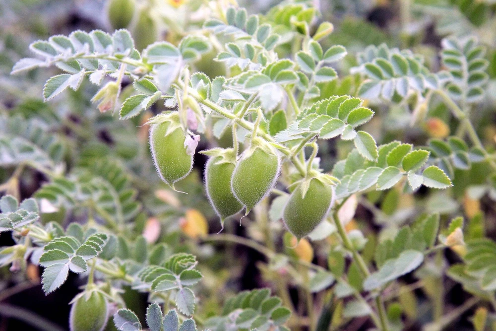 100 Green Lentil Seeds - Lens Culinaris Vegetable Seeds for Garden - Image 3