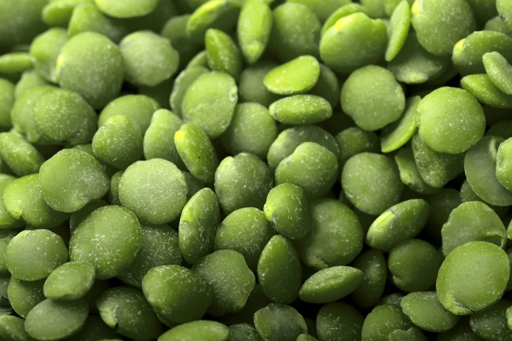 100 Green Lentil Seeds - Lens Culinaris Vegetable Seeds for Garden - Image 4