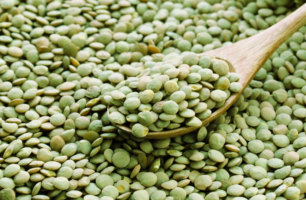 100 Green Lentil Seeds - Lens Culinaris Vegetable Seeds for Garden - Image 5