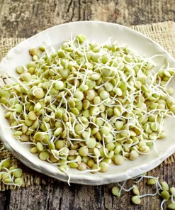 100 Green Lentil Seeds - Lens Culinaris Vegetable Seeds for Garden - Image 8