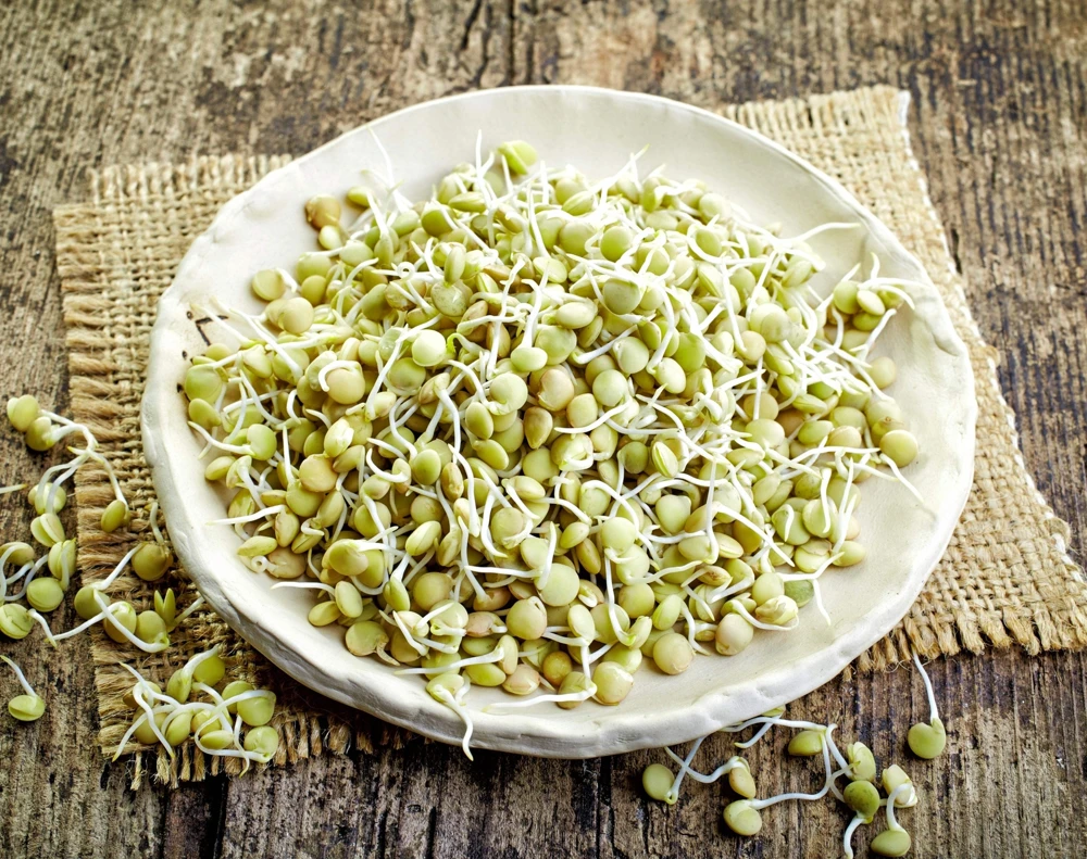 100 Green Lentil Seeds - Lens Culinaris Vegetable Seeds for Garden - Image 8