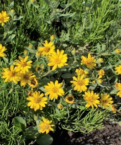 100 Hairy Golden Aster (Chrysopsis villosa) Yellow Flower Seeds - Image 2
