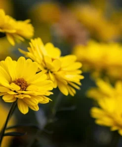 100 Hairy Golden Aster (Chrysopsis villosa) Yellow Flower Seeds - Image 3