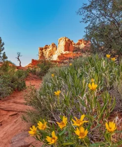 100 Hairy Golden Aster (Chrysopsis villosa) Yellow Flower Seeds - Image 4