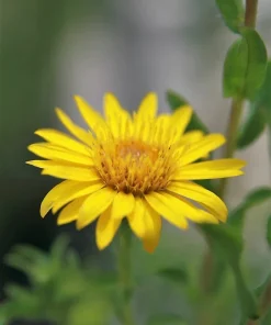 100 Hairy Golden Aster (Chrysopsis villosa) Yellow Flower Seeds - Image 5