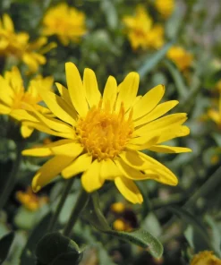 100 Hairy Golden Aster (Chrysopsis villosa) Yellow Flower Seeds - Image 6