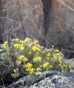 100 Hairy Golden Aster (Chrysopsis villosa) Yellow Flower Seeds - Image 7