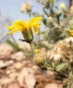 100 Hairy Golden Aster (Chrysopsis villosa) Yellow Flower Seeds - Image 8