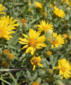 100 Hairy Golden Aster (Chrysopsis villosa) Yellow Flower Seeds - Image 9