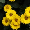 100 Hairy Golden Aster (Chrysopsis villosa) Yellow Flower Seeds - Image 1