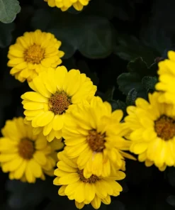 100 Hairy Golden Aster (Chrysopsis villosa) Yellow Flower Seeds - Image 1