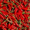 100 Heirloom Thai Chili Hot Pepper Seeds - Fresh & Spicy Non-GMO USA - Image 1