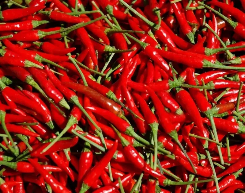 100 Heirloom Thai Chili Hot Pepper Seeds - Fresh & Spicy Non-GMO USA - Image 1