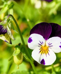 100 Johnny Jump Up Violet Viola Tricolor Flower Seeds – Outdoor Annual/Perennial - Image 10